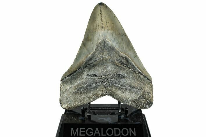 Serrated, Fossil Megalodon Tooth - North Carolina #319919